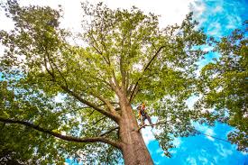 Best Tree Removal  in North Pole, AK