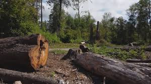Best Tree Disease Treatment  in North Pole, AK