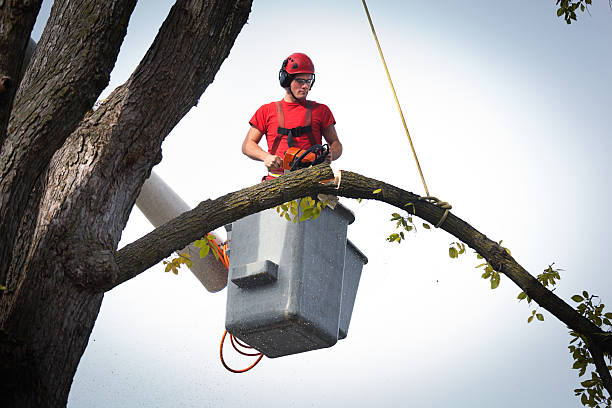 How Our Tree Care Process Works  in  North Pole, AK