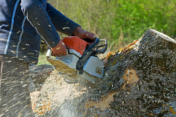 Best Tree Preservation Services  in North Pole, AK